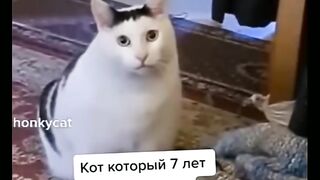 tik tok мемы