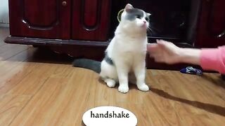 Funny cat video ???? full ???? ????????