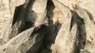 Allah is Great Dead Fish breathes again