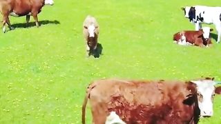 Beautiful Ground on top of mountains | Cows  | Village Life