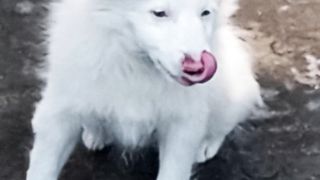 Russian Dog beauty.