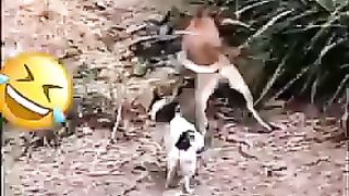 Funny video.Febspot