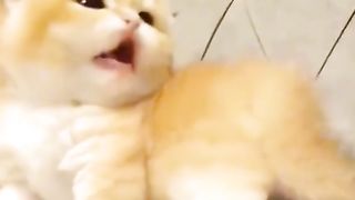 Cute cats
