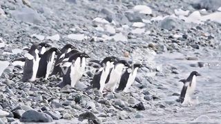 penguins diving into water