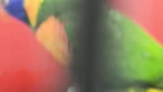 Exotic birds