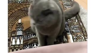 FUNNY CATS
