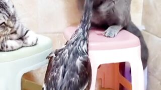 Funny video duck with cat|