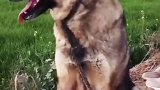 Best dog for security