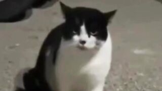 Funny_ Video