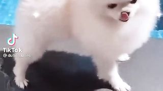 Puppies video TikTok funny ????????