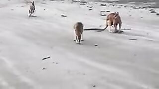 Funniest animals