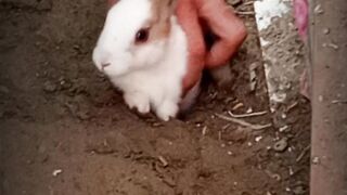 Fnny bunny