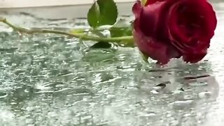 valentine day