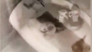 Funny cat ???? ???? 2023