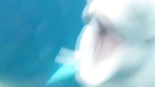 Baby videos clips, baby cute funny videos, baby with animals funny videos, baby lover videos, baby cute videos,
