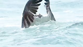 Sharp hunter Most beautiful BRAVE Bird ????❣️????
