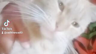Manoo Billi, cat.