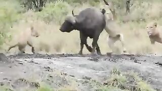 The battle for life or death