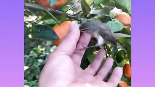 Best Oddly Satisfying Video Satisfying Enjoy and Relaxing Compilation in Tik Tok