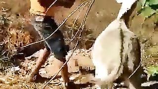 Haiper donkey