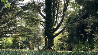 Meditation and Relaxing sound
