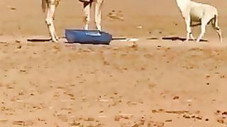 Animal funny