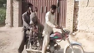 Donkey and motorcycl