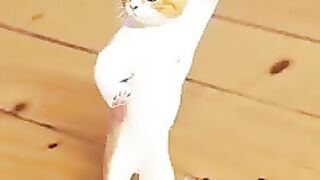Cat videos