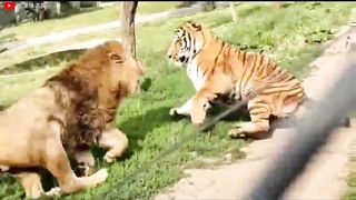 Lion VS Tiger Real Fight - Tough Creatures