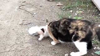 cat love with kid #febspot #cat # love