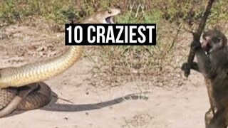 *CRAZIEST ANIMAL FIGHTS!*