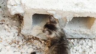 Funny cat fight