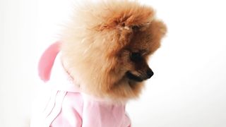 OMG!! Puppy ????????????????????????????