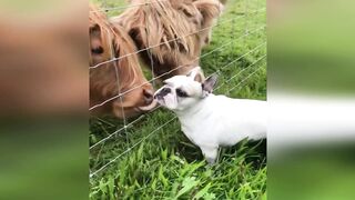 Funny animals - Funny cats / dogs - Funny animal videos 270
