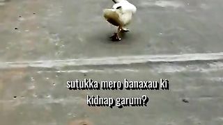 Duck funny