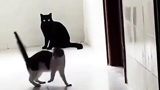????????????????????Unusual Cats Compilation????????