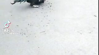 Tik tok vedio