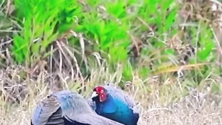 Burung bertarung
