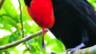 Bare-necked umbrellabird