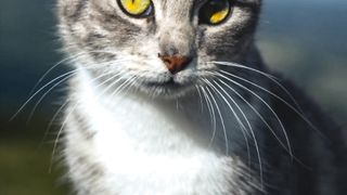 Adobe lightroom Cat photo editing tutorial, Catlover, Cat photography