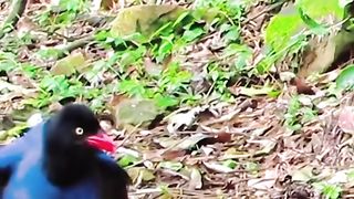 Murai biru Formosa