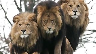 Lion Rest on Car