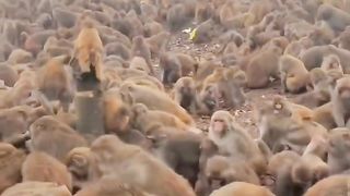 What a Monkeys Army