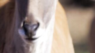 All Famous Animal