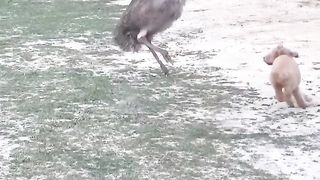 Birds and Dog Fight