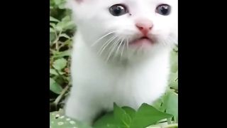 Funny Cat