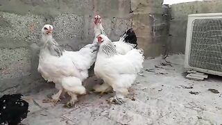 Pets lover
