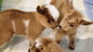 Goat Baby Playing