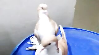 Pets lover
