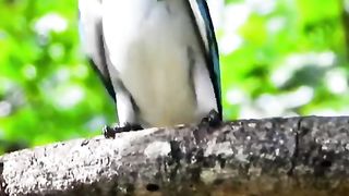 kingfisher hutan